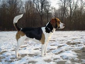 250px-beagle-harrier2.jpg